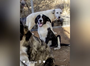 Rocky , Rania und Rina suchen  ab Anfang August ein Zuhause