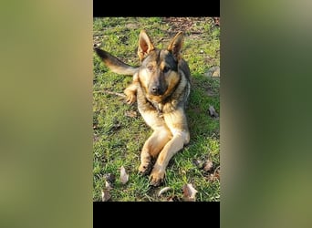 Bonzo sucht sein Zuhause im glück