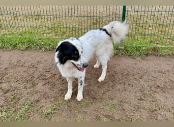 Oslo (ca. 2 Jahre) – großer Hund sucht neuen Platz (41749 Viersen)