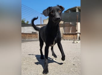 FREYA❤️graziler, sozialer und zauberhafter Wirbelwind