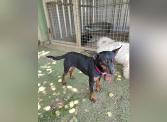 Coqueta, eine süße Pinscher Dame