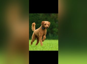 Labradoodle F1 Welpen aus Familienzucht vom Züchter 
