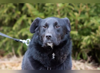 Familienhund Semön sucht ein Zuhause