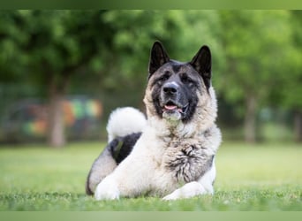 Kendo - ruhiger, ausgeglichener Familienhund - Tierhilfe Franken e.V.