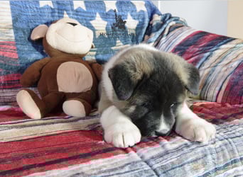 Echter reinrassiger American Akita Rüde