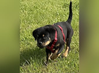 Reinrassige Rottweiler Welpen ,  Abholung bereit Sportliche leistung  Zucht