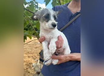 Luke, geboren 30.03.2025, 20cm sucht seine Chance