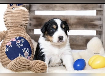 Zuckersüße kleine  Australian Shepherd Babys