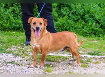 Albu, Mix Dackel / Pinscher, lieb und verträglich
