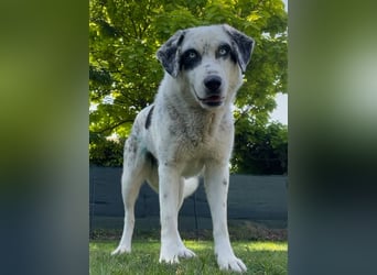 Snow, geb. ca. 06/2023, lebt auf einer Pflegestelle in 47652 Weeze