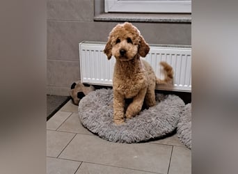 Goldendoodle F1b in Medium