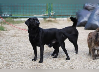 ROCKY - der liebe, aufgeschlossene Rüde kennt das Familienleben und träumt von einem lieben Zuhause
