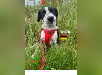 Shira,geb.02/25,pütziges Hundemädchen sucht ihre Familie,bereits in DE 67549 Worms