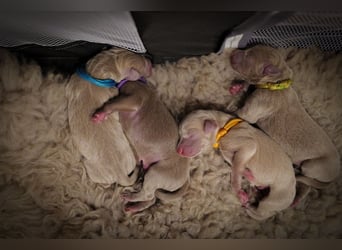 Weimaraner-Mix Welpen aus liebevoller Verpaarung – 12 kleine Wunder suchen ihr Zuhause