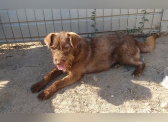 KOKO - ein total goldiges Mädchen sucht ein Zuhause