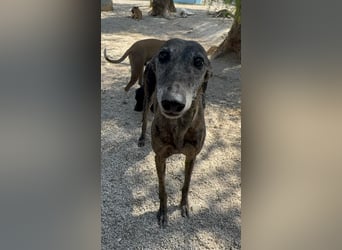 Barquiria, eine freundliche Seniorin