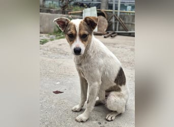Daisy - freundliche, soziale Jack Russel Terrier Mix-Hündin / z.Zt. noch in Rumänien