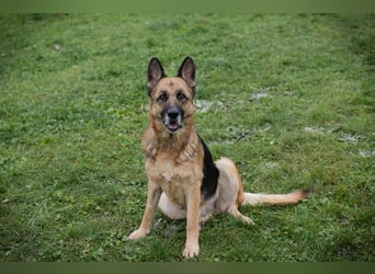 Tina: Traumhund sucht Traumzuhause