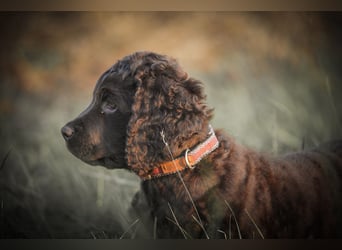 Irish Water Spaniel Welpen / Nichthaarend / FCI - VDH Zucht