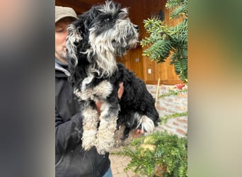 Blacky, geboren 25.05.2024, 24cm sucht sein Glück