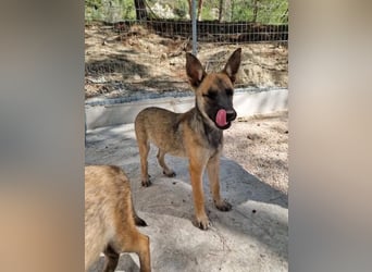 Malinois Mädchen LILO (Juni 2024) sucht eine Familie!