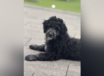Genau ich suche ein Körbchen für immer bin der letzte aus dem Wurf