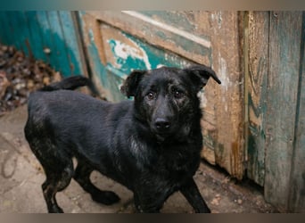 Madog: Sucht ein Zuhause