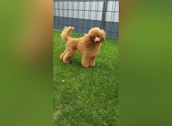 Toypudel/Zwergpudel mit Pedigree Ahnentafel