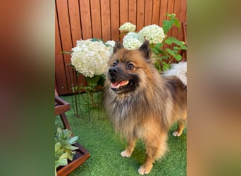 Bailey-SR, hübscher Kerl sucht ein Zuhause.