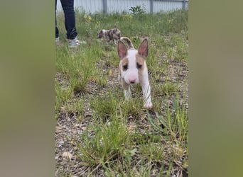 Mini bullterrier - Australian shepherd mix welpen