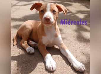 Miércoles 01/2025 (ESP) - verspieltes und neugieriges Podenco Mädchen!