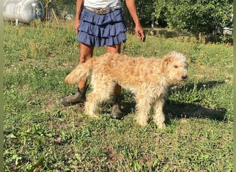 Jackline, süße Briard Hündin sucht …..
