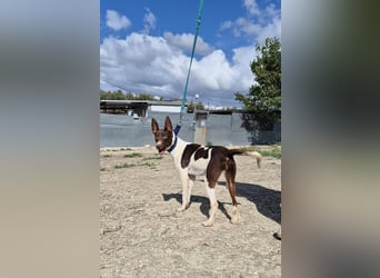 Cookie, Katzenverträglichkeit und lieb