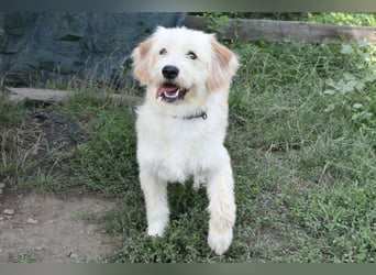 Pfiffige Suki sucht ihre Menschen