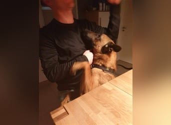 Godi - der freundliche, Menschenbezogene Malinois