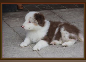 Australian Shepherd - Traumwelpen -KEINE Arbeitslinie-aus langjähriger Familienaufzucht.