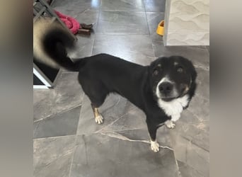 Socke - absoluter Familienhund