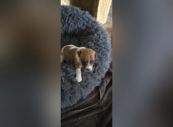 Jack Russell Terrier Welpen