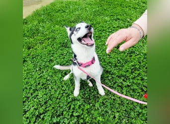 Luna - Scheidungskind - sucht aktive Menschen mit Herz und Hundeverstand