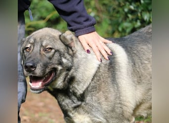 Margherito - freundlicher Hund sucht Einzelplatz