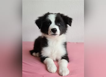 Border Collie Welpen mit VDH Ahnentafeln