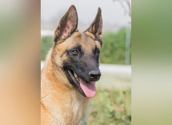 AMILA ❤️ wunderbare Malinois Dame, Pflegefamilie Kempen