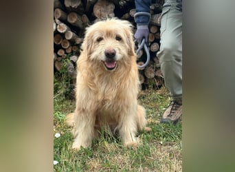 Buddy, geboren 01.04.2024, 50cm sucht seine Menschen