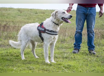 Lady-SI, charmante Hündin sucht Familie