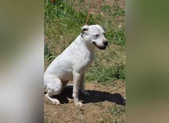 Mary - Sehr liebe (taube) Dogo-Argentino Hündin, ca. 3 Jahre alt, gut verträglich