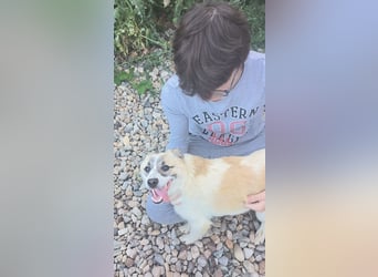 LEILA sucht eine Familie
