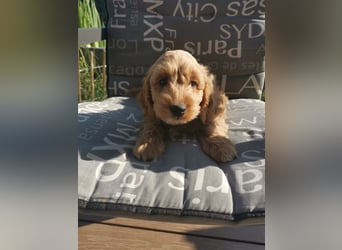Bezaubernde English Cockerdoodle dürfen umziehen