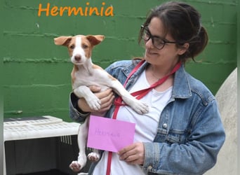 Herminia geb. 03/2025 (ESP) - menschenbezogene Podenco Ibicenco Welpin!