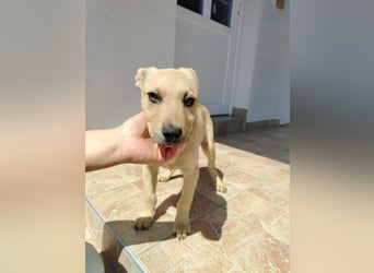 Sam verspielter Welpe Mischling Rüde sucht Zuhause oder Pflegestelle