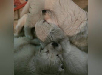 Golden Retriever Welpen suchen .....